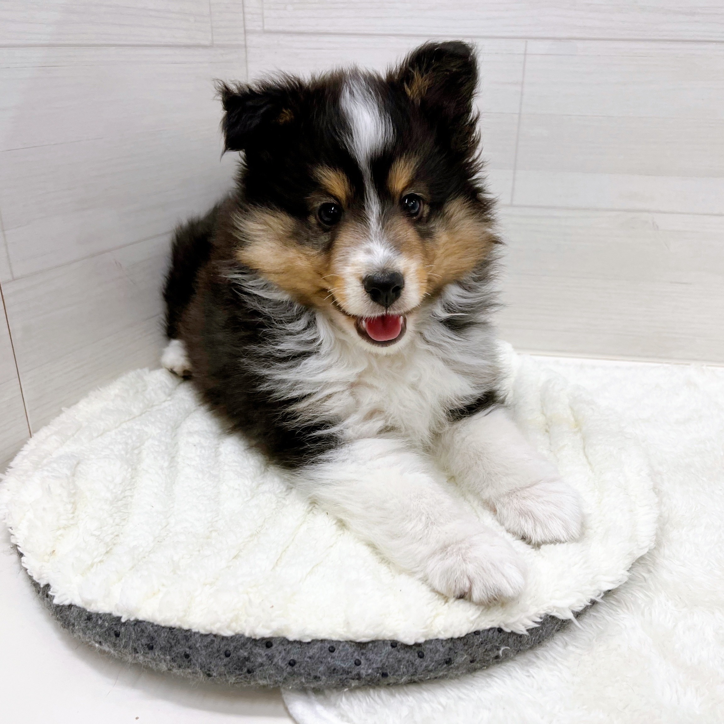 石川県のシェットランドシープドッグ (犬の家＆猫の里アミーゴ金沢おこばた店/2025年11月15日生まれ/女の子/ブラックホワイトタン)の子犬の2枚目の画像