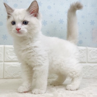 静岡県のラグドール (犬の家＆猫の里マークイズ静岡店/2025年11月14日生まれ/男の子/ブルーポイントバイカラー)の子猫の2枚目の画像