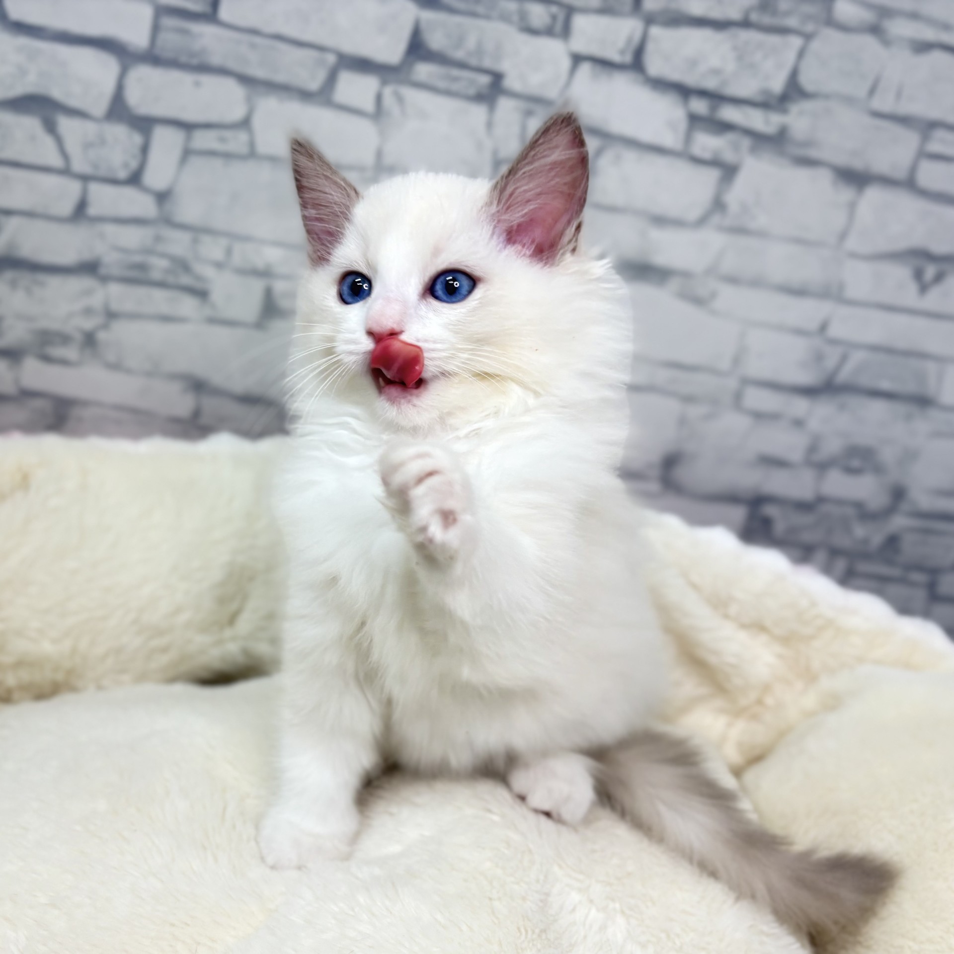 長野県のラグドール (犬の家＆猫の里長野店/2025年11月14日生まれ/女の子/ブルーポイントバイカラー)の子猫の2枚目の画像