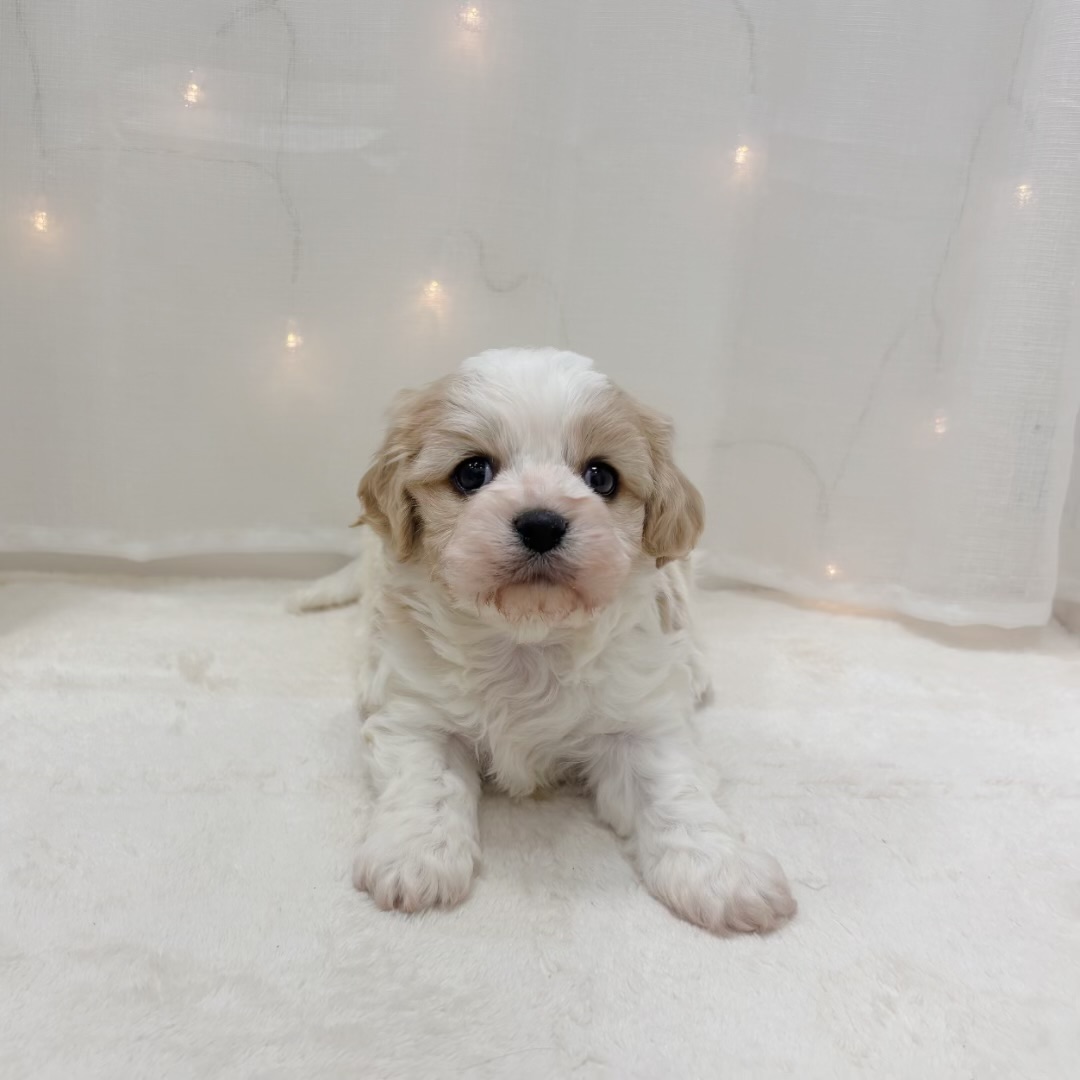 千葉県のハーフ犬・ミックス犬 (犬の家＆猫の里BIGHOPガーデンモール印西店/2025年11月17日生まれ/男の子/ブレンハイム)の子犬の2枚目の画像