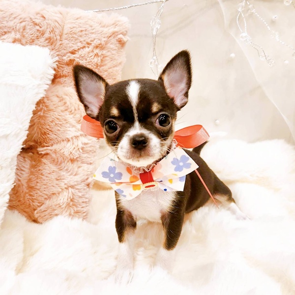 福井県のチワワ(スムース) (犬の家＆猫の里福井店/2025年11月17日生まれ/女の子/ブラックタンホワイト)の子犬の2枚目の画像