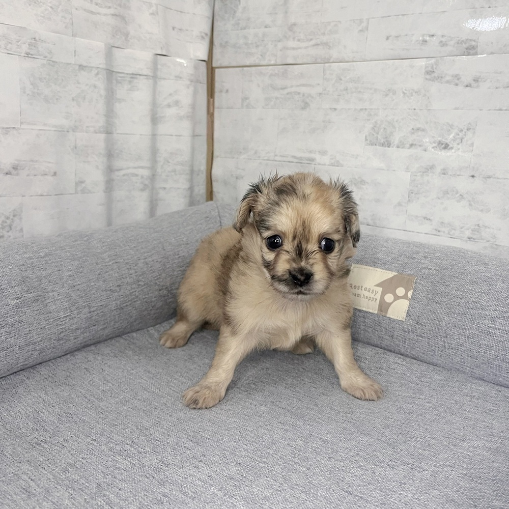 長野県のチワックス(チワワ×ダックス) (犬の家＆猫の里塩尻店/2025年11月18日生まれ/女の子/レッドマール)の子犬の2枚目の画像