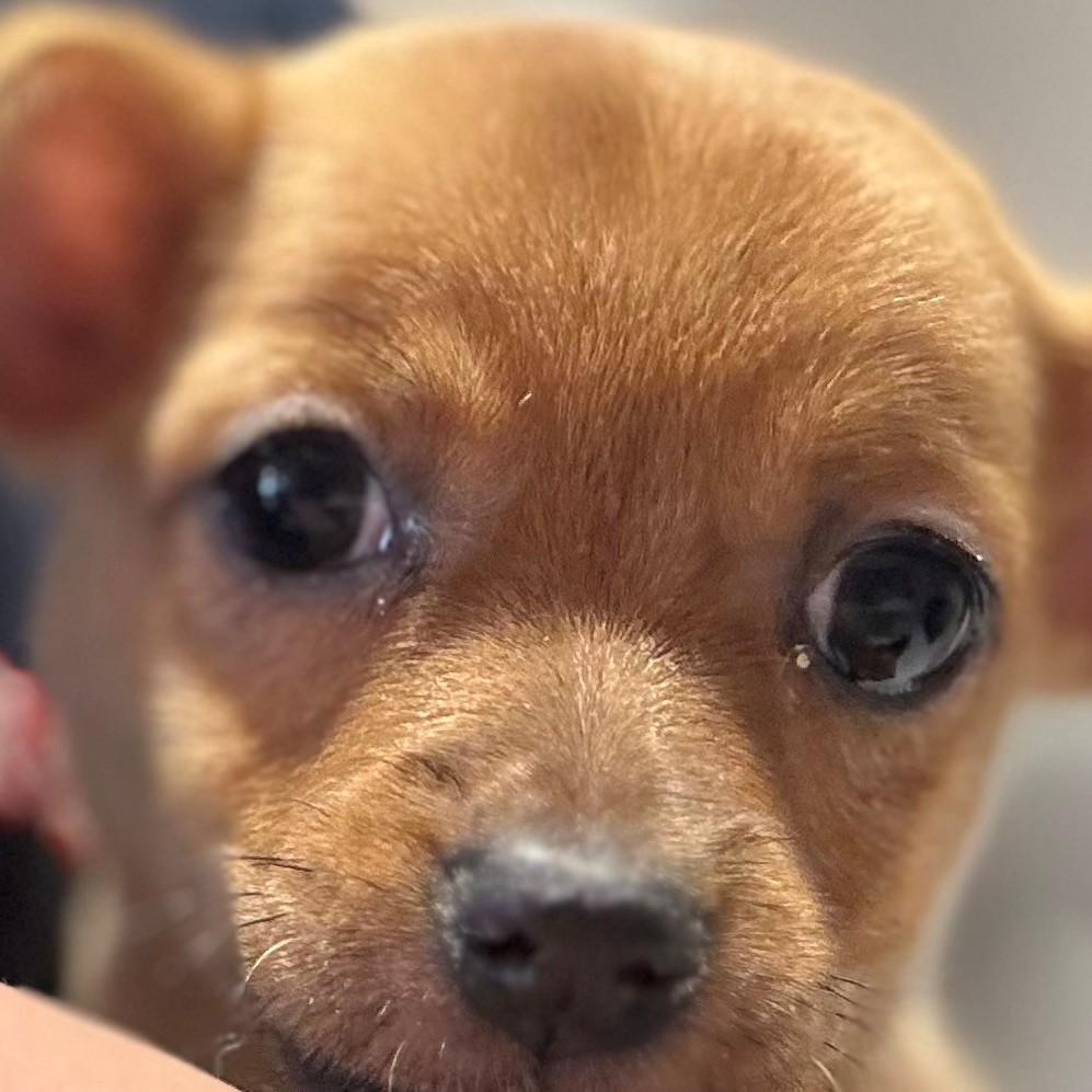 福岡県のハーフ犬・ミックス犬 (犬の家＆猫の里トリアス久山店/2025年11月18日生まれ/女の子/フォーンホワイト)の子犬の1枚目の画像