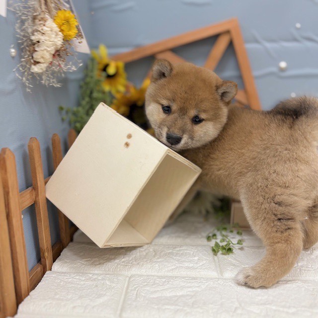 千葉県の柴犬(標準サイズ) (犬の家＆猫の里ワンズモール稲毛店/2025年11月17日生まれ/女の子/赤)の子犬の2枚目の画像