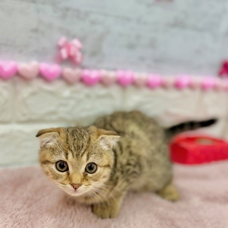 静岡県のスコティッシュフォールド (犬の家＆猫の里プレ葉ウォーク浜北店/2025年11月18日生まれ/男の子/ブラウンタビー)の子猫の2枚目の画像