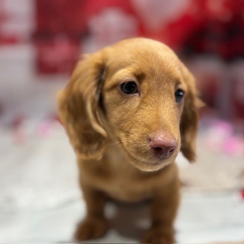 福岡県のミニチュアダックスフンド(ロング) (犬の家＆猫の里トリアス久山店/2025年11月16日生まれ/男の子/ゴールド)の子犬の2枚目の画像