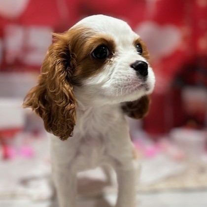 福岡県のキャバリアキングチャールズスパニエル (犬の家＆猫の里トリアス久山店/2025年11月17日生まれ/女の子/ブレンハイム)の子犬の2枚目の画像