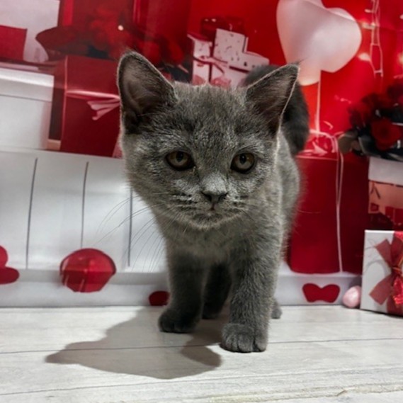 福岡県のブリティッシュショートヘアー (犬の家＆猫の里トリアス久山店/2025年11月13日生まれ/女の子/ブルー)の子猫の2枚目の画像