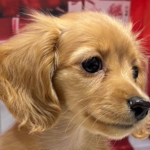 福岡県のカニンヘンダックスフンド(ロング) (犬の家＆猫の里トリアス久山店/2025年11月18日生まれ/女の子/クリーム)の子犬の1枚目の画像