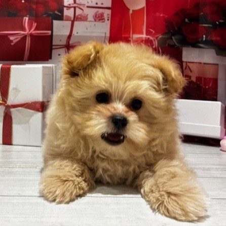 福岡県のポメプー(ポメラニアン×プードル) (犬の家＆猫の里トリアス久山店/2025年11月14日生まれ/男の子/クリーム)の子犬の2枚目の画像