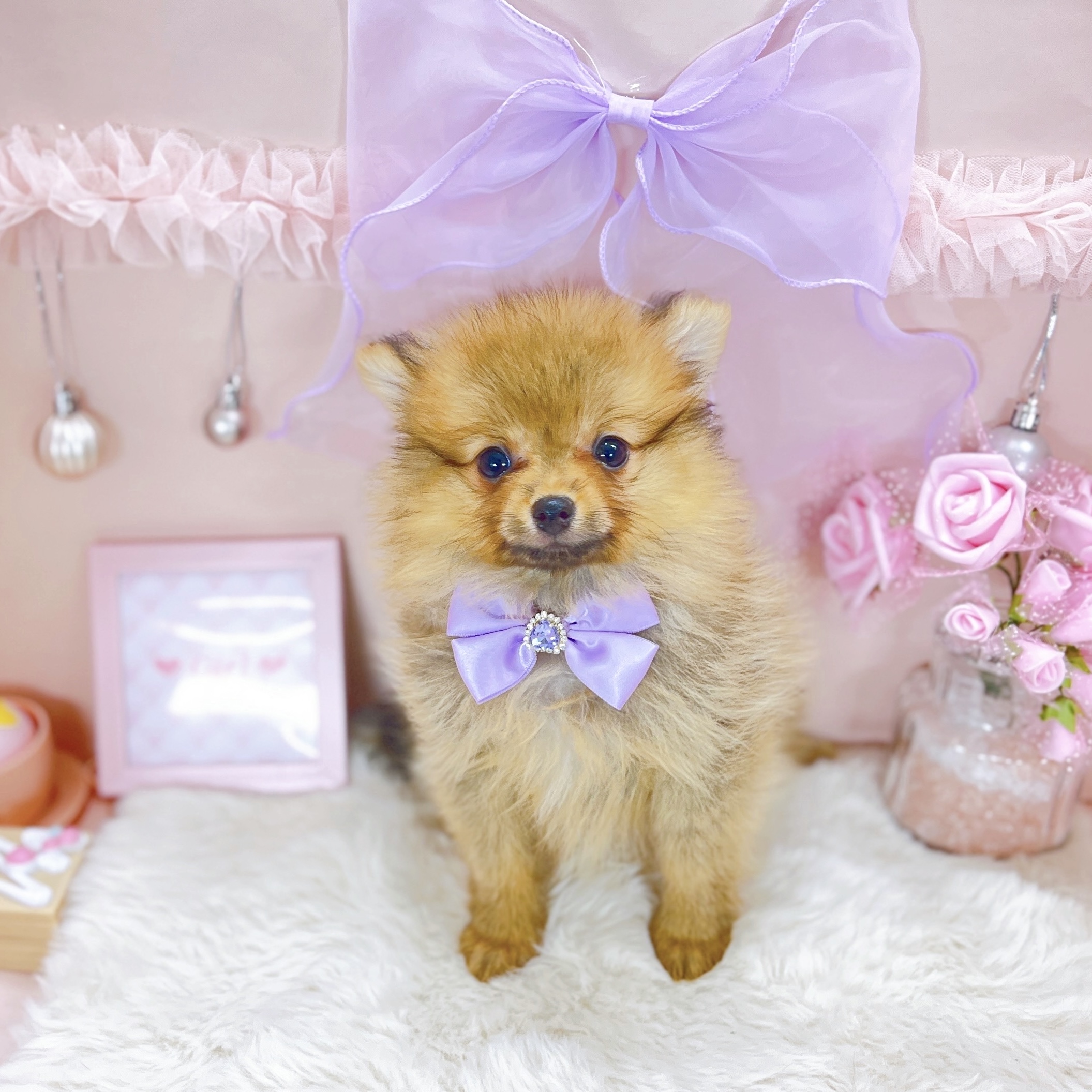 福井県のポメラニアン (犬の家＆猫の里アミーゴ福井大和田店/2025年11月17日生まれ/女の子/オレンジセーブル)の子犬の2枚目の画像