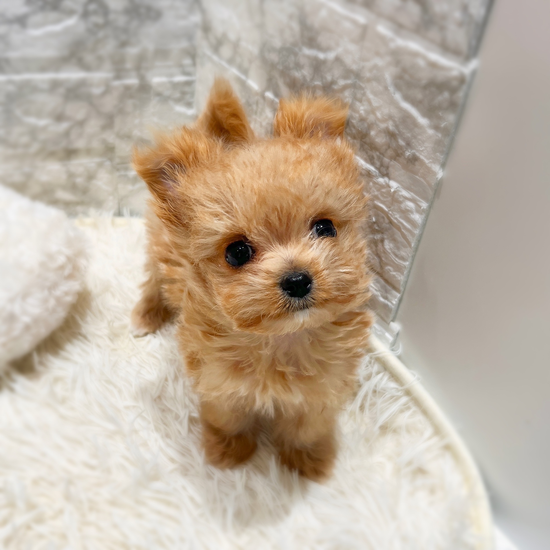 愛知県のチワマル/マルチワ(チワワ×マルチーズ) (犬の家＆猫の里MiO香久山店/2025年11月16日生まれ/女の子/クリームホワイト)の子犬の2枚目の画像