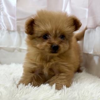 兵庫県のチワプー/プーチー(チワワ×プードル) (犬の家＆猫の里カナート西神戸店/2025年11月20日生まれ/女の子/オレンジフォーン)の子犬の2枚目の画像