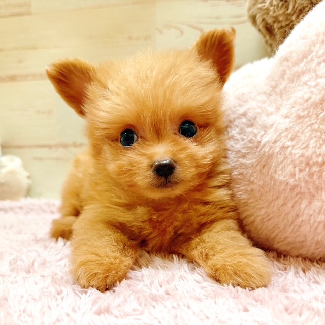 兵庫県のチワプー/プーチー(チワワ×プードル) (犬の家＆猫の里神戸店/2025年11月20日生まれ/男の子/オレンジフォーン)の子犬の2枚目の画像