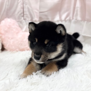 兵庫県の柴犬(標準サイズ) (犬の家＆猫の里カナート西神戸店/2025年11月20日生まれ/女の子/黒)の子犬の2枚目の画像