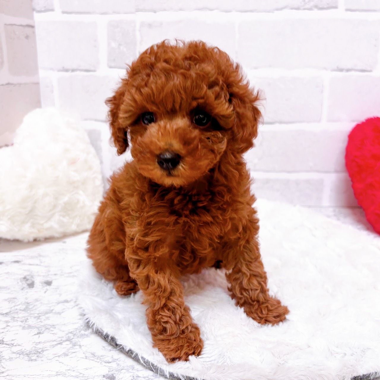 京都府のトイプードル(トイ) (犬の家＆猫の里京都精華店/2025年11月16日生まれ/女の子/レッドフォーン)の子犬の2枚目の画像