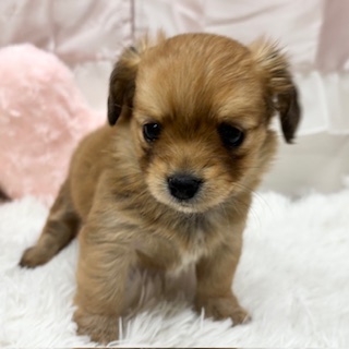 ハーフ犬女の子の写真