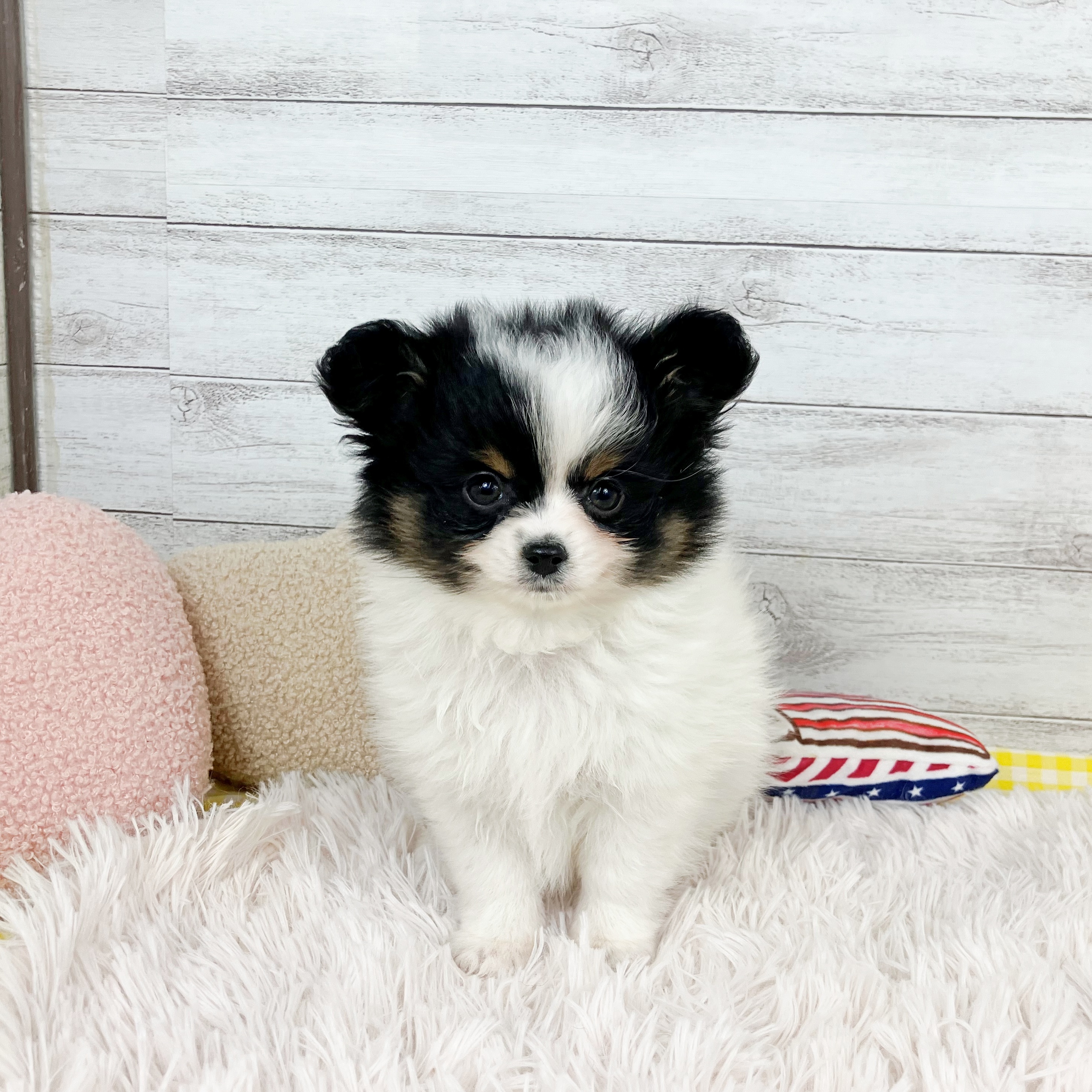 ハーフ犬男の子の写真