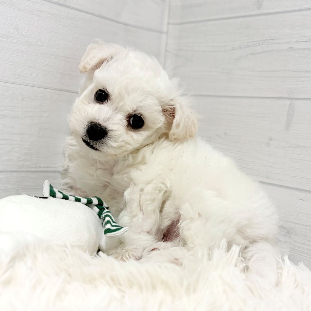 愛知県のビションフリーゼ (犬の家＆猫の里豊田店/2025年11月21日生まれ/男の子/ホワイト)の子犬の2枚目の画像