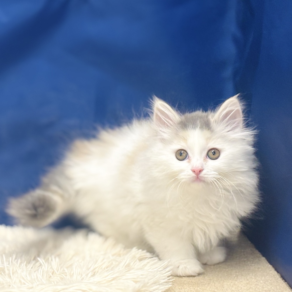 岐阜県のサイベリアン (犬の家＆猫の里中津川店/2025年11月17日生まれ/女の子/ブルーパッチドタビーホワイト)の子猫の2枚目の画像