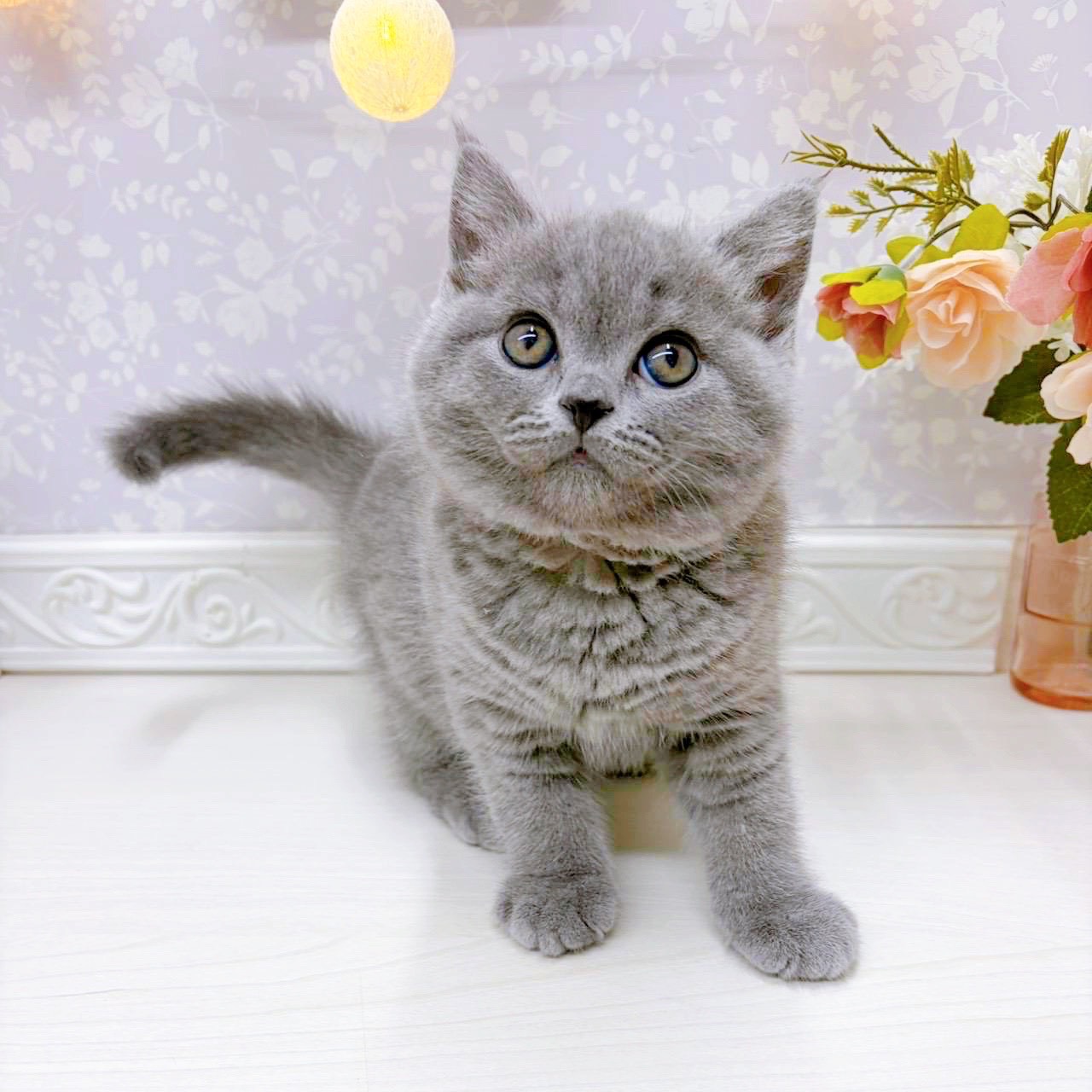 ブリティッシュショートヘア男の子の写真