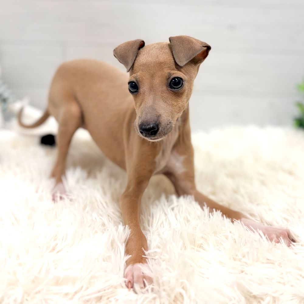 愛知県のイタリアングレーハウンド (犬の家＆猫の里豊田店/2025年11月21日生まれ/女の子/フォーン、ホワイトマーキング)の子犬の2枚目の画像