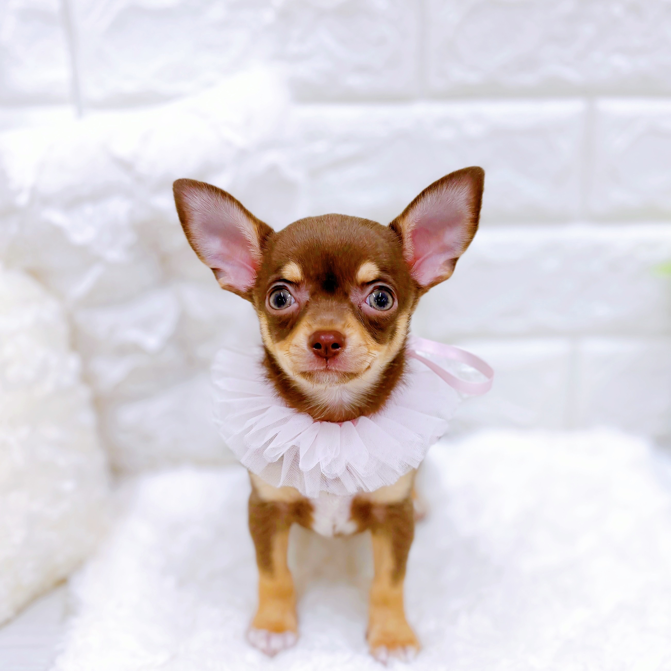 チワワ（スムース）女の子の写真