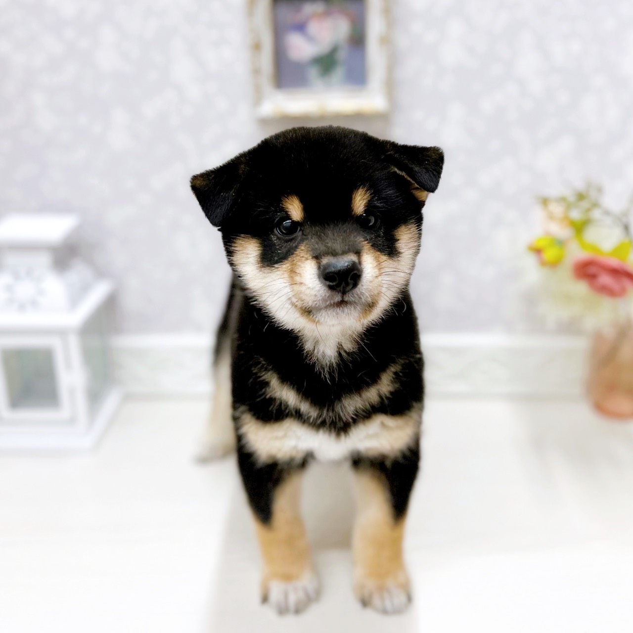 富山県の豆柴 (犬の家＆猫の里アミーゴ山室店/2025年11月22日生まれ/男の子/黒)の子犬の1枚目の画像