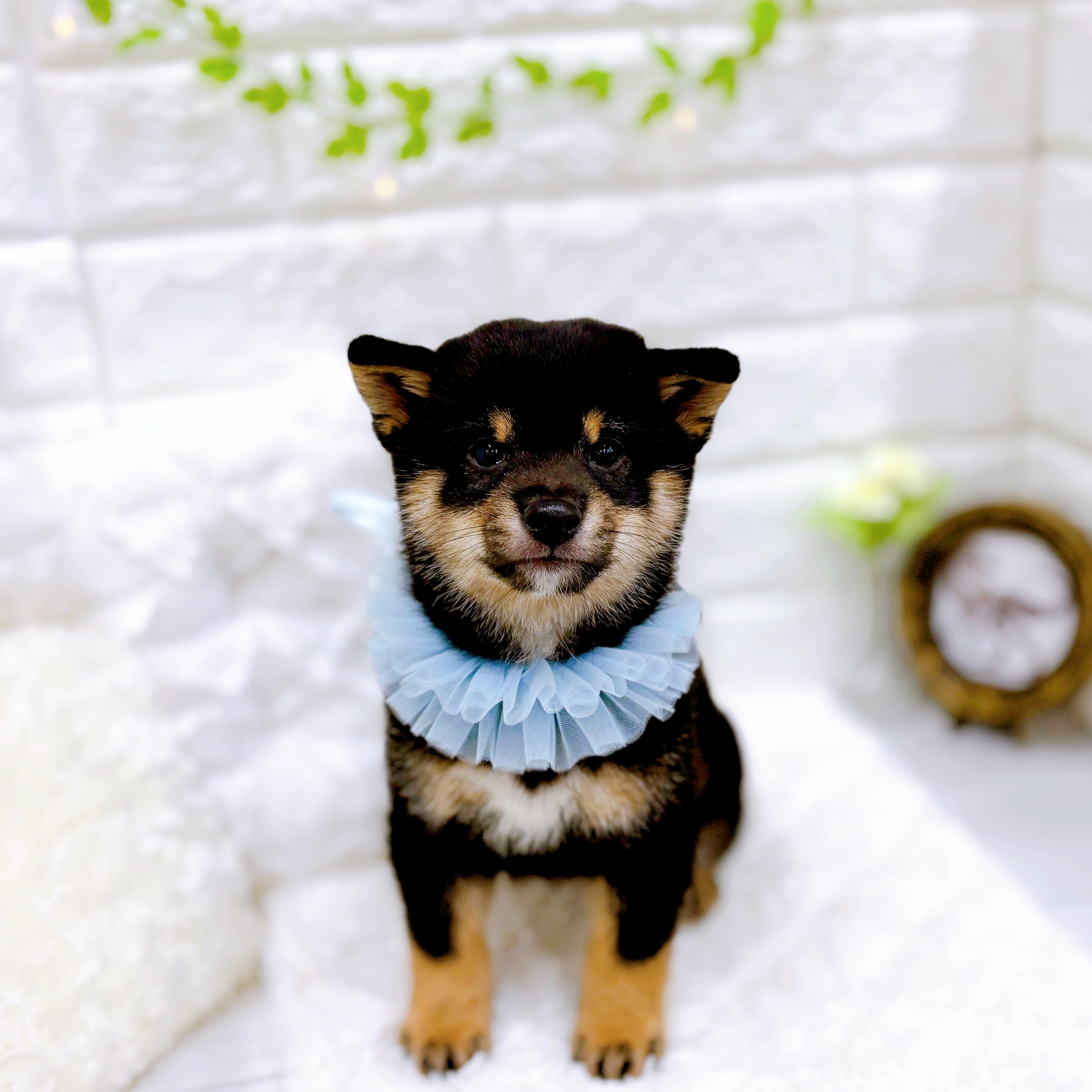 福井県の豆柴 (犬の家＆猫の里アミーゴ福井店/2025年11月22日生まれ/男の子/黒)の子犬の1枚目の画像