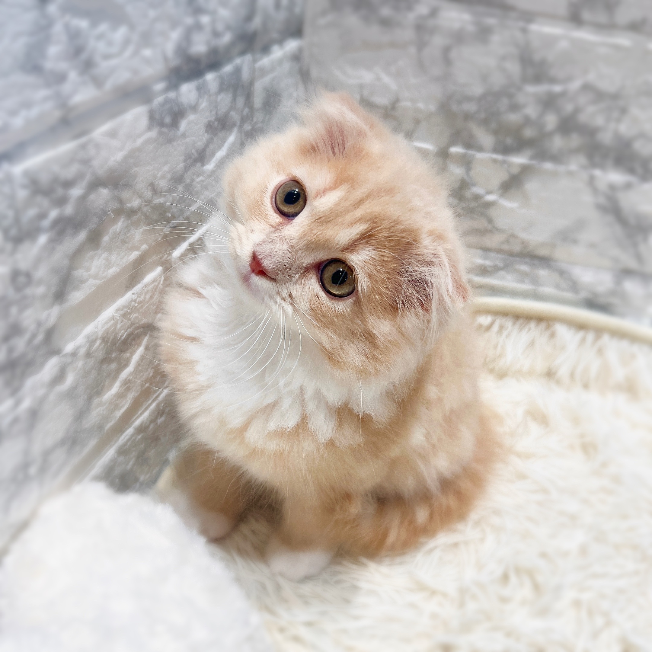 愛知県のスコティッシュフォールド (犬の家＆猫の里MiO香久山店/2025年11月12日生まれ/男の子/クリームタビーホワイト)の子猫の2枚目の画像