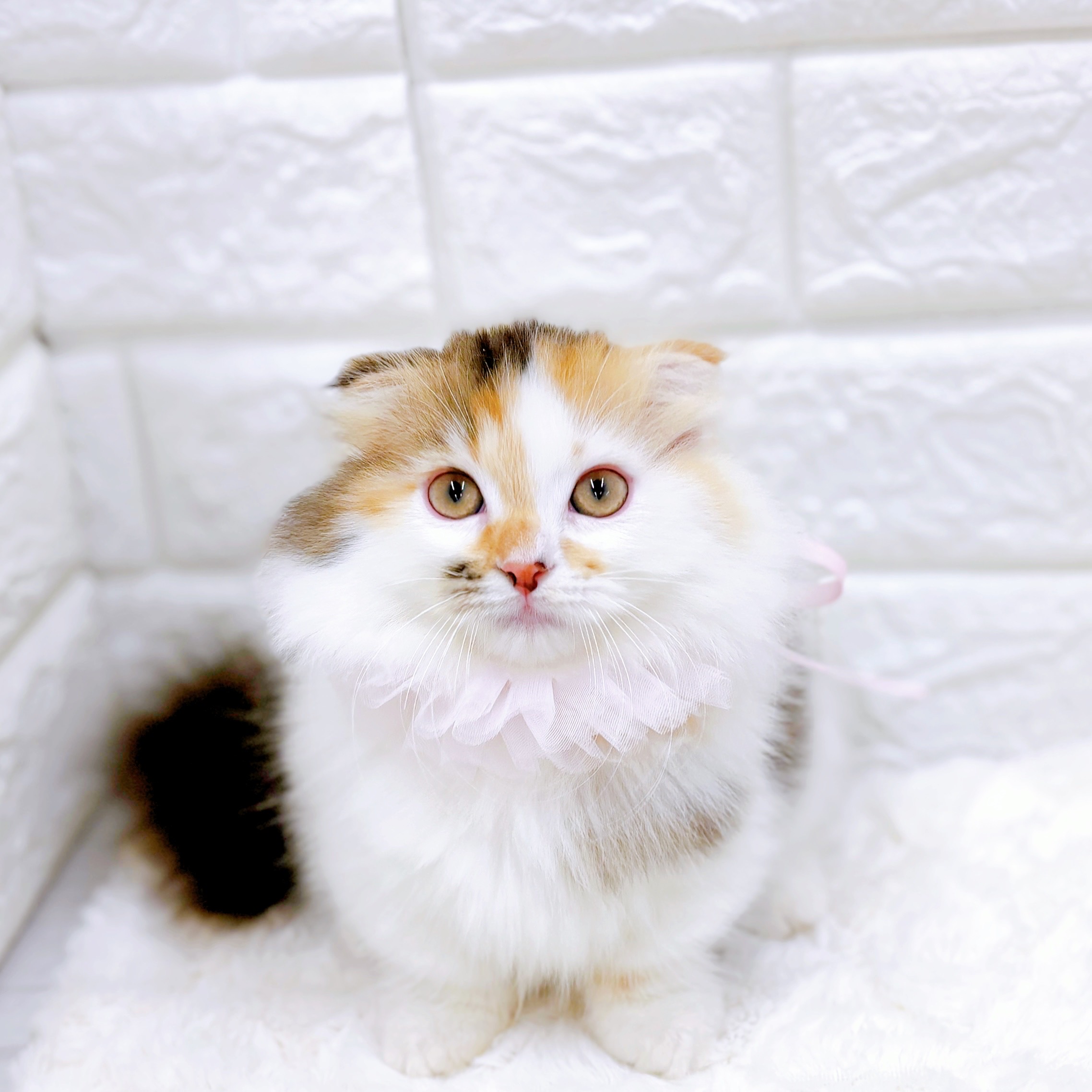 マンチカン女の子の写真