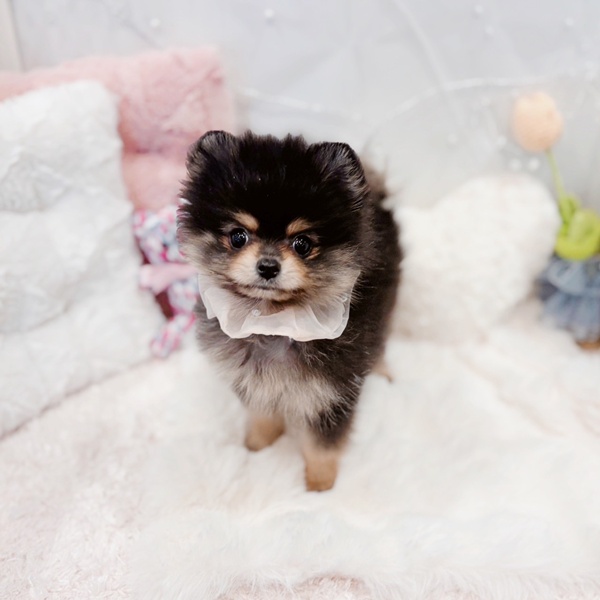 福井県のポメラニアン (犬の家＆猫の里福井店/2025年11月18日生まれ/女の子/ブラックタン)の子犬の2枚目の画像