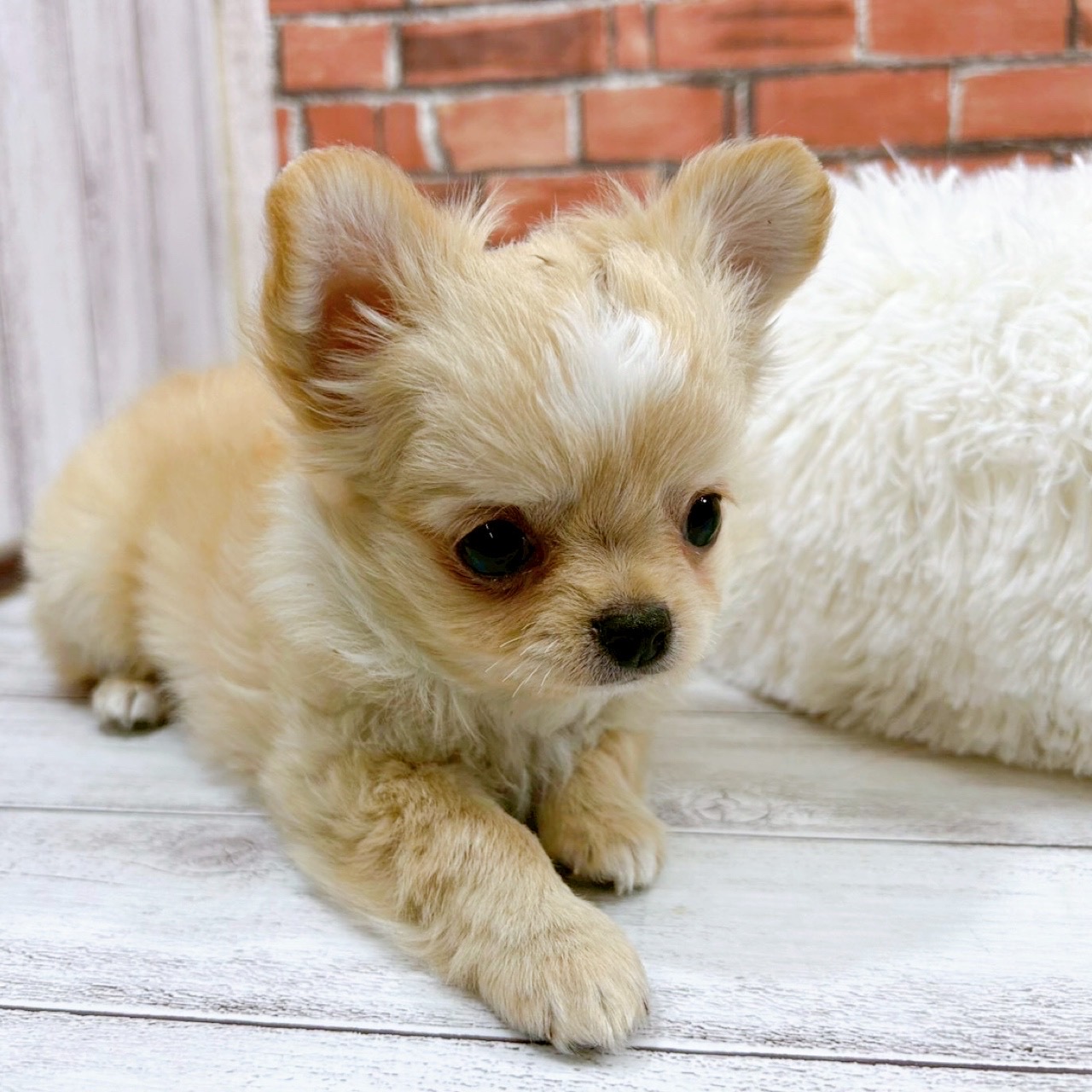 神奈川県のチワワ(ロング) (犬の家＆猫の里小田原店/2025年11月22日生まれ/男の子/クリームホワイト)の子犬の2枚目の画像