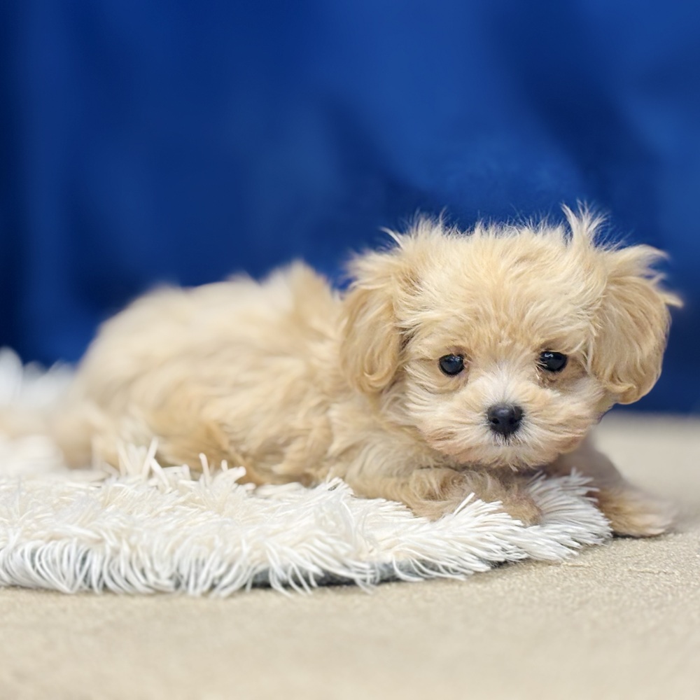岐阜県のマルプー(マルチーズ×プードル) (犬の家＆猫の里中津川店/2025年11月16日生まれ/女の子/クリームホワイト)の子犬の2枚目の画像