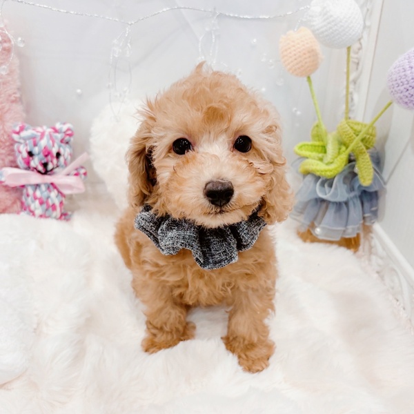 福井県のトイプードル(トイ) (犬の家＆猫の里福井店/2025年11月20日生まれ/男の子/オレンジフォーン)の子犬の2枚目の画像