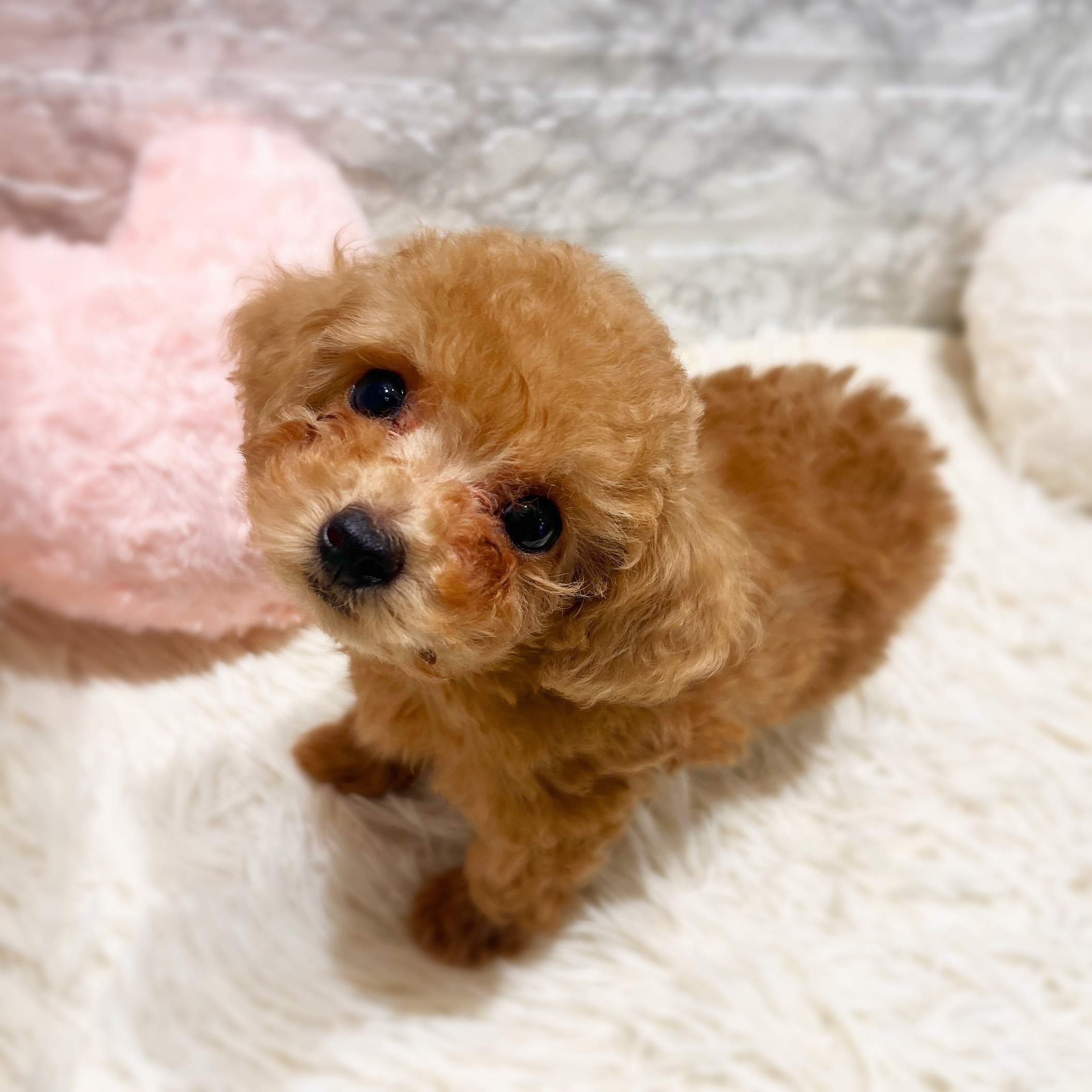 愛知県のトイプードル(トイ) (犬の家＆猫の里MiO香久山店/2025年11月20日生まれ/男の子/オレンジフォーン)の子犬の2枚目の画像