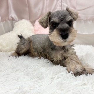 ミニチュアシュナウザー男の子の写真