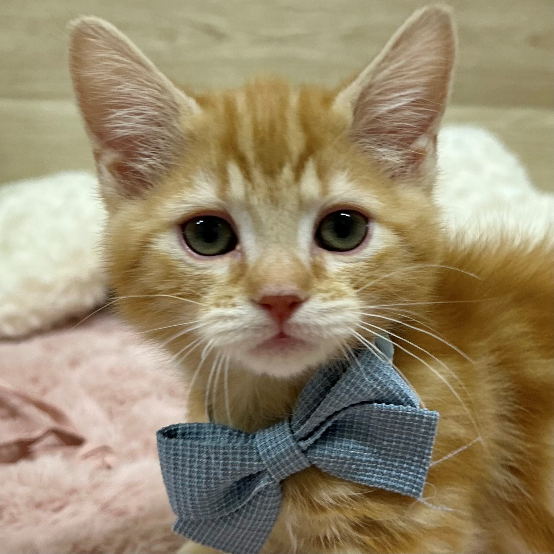 大阪府のマンチカン (犬の家＆猫の里そよら東岸和田店/2025年11月12日生まれ/男の子/レッドタビー)の子猫の1枚目の画像