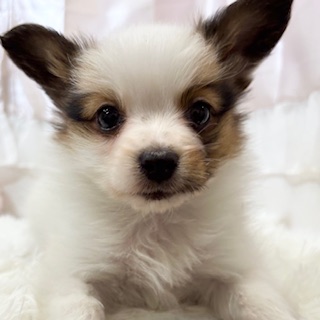 兵庫県のパピヨン (犬の家＆猫の里カナート西神戸店/2025年11月22日生まれ/男の子/ホワイトブラウン)の子犬の2枚目の画像