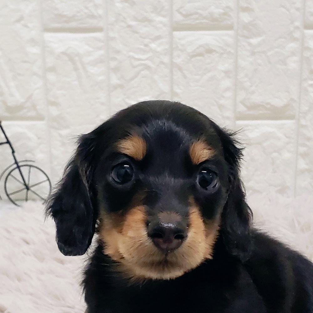 岡山県のミニチュアダックスフンド(ロング) (犬の家＆猫の里岡山店/2025年11月22日生まれ/女の子/ブラックタン)の子犬の1枚目の画像