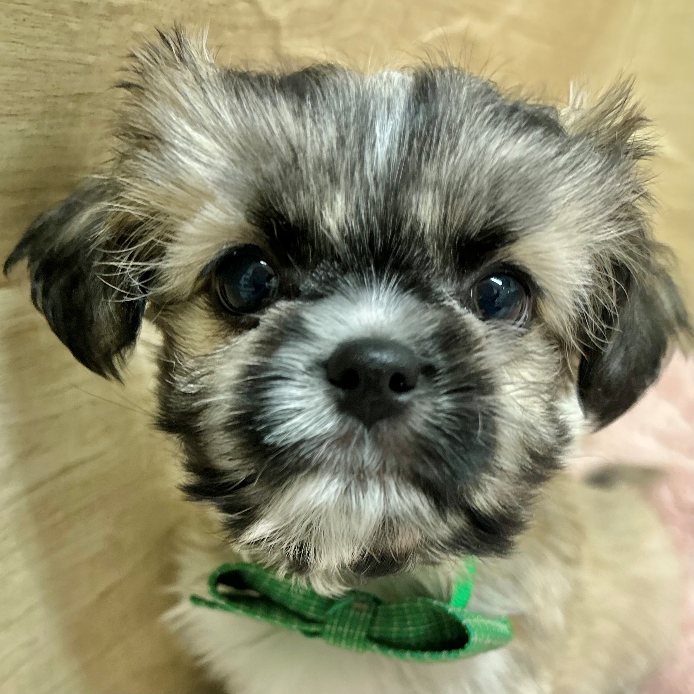 大阪府のチワズー/チワシーズ(チワワ×シーズー) (犬の家＆猫の里そよら東岸和田店/2025年11月22日生まれ/男の子/フォーン)の子犬の1枚目の画像