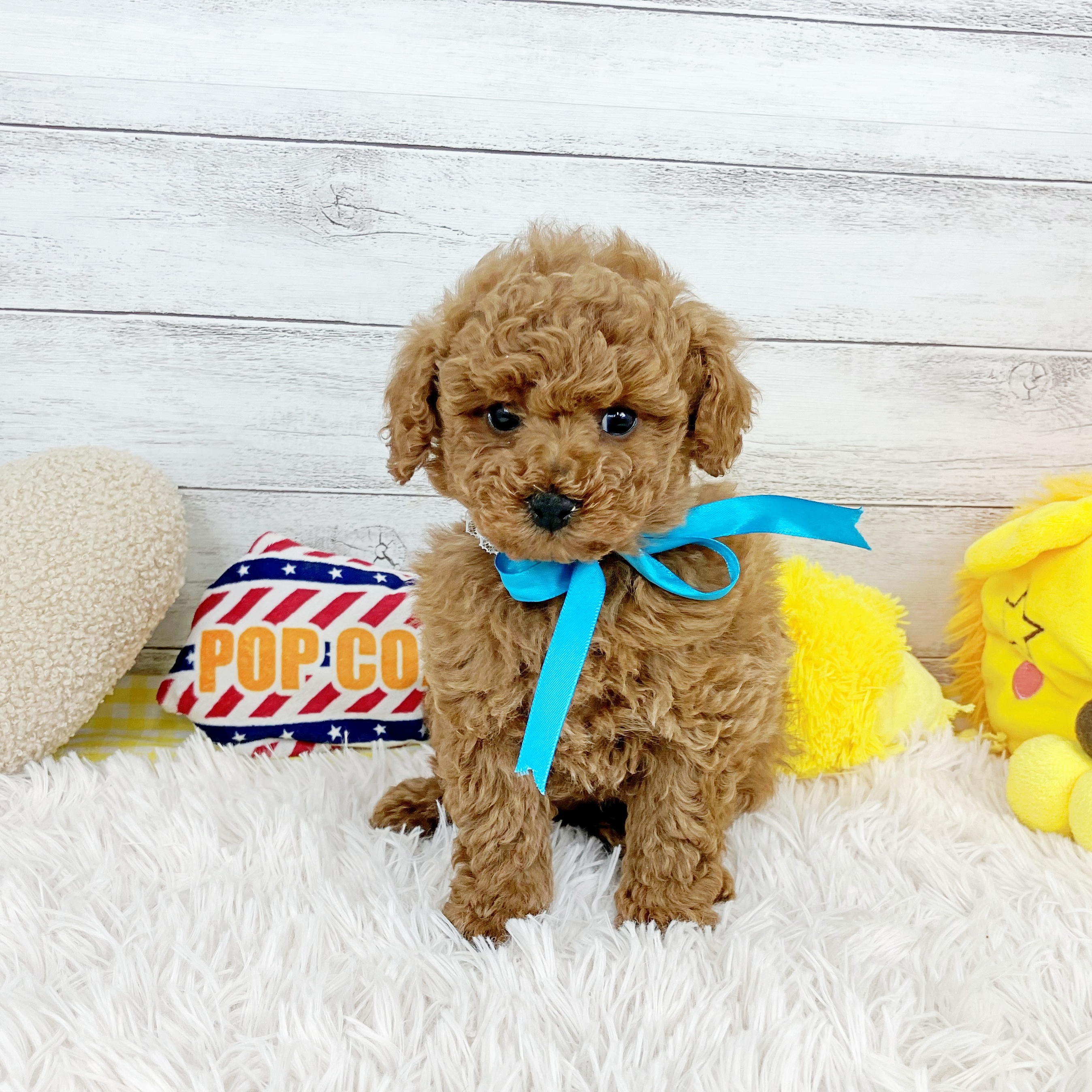 兵庫県のトイプードル(トイ) (犬の家＆猫の里川西店/2025年11月21日生まれ/男の子/レッドフォーン)の子犬の2枚目の画像