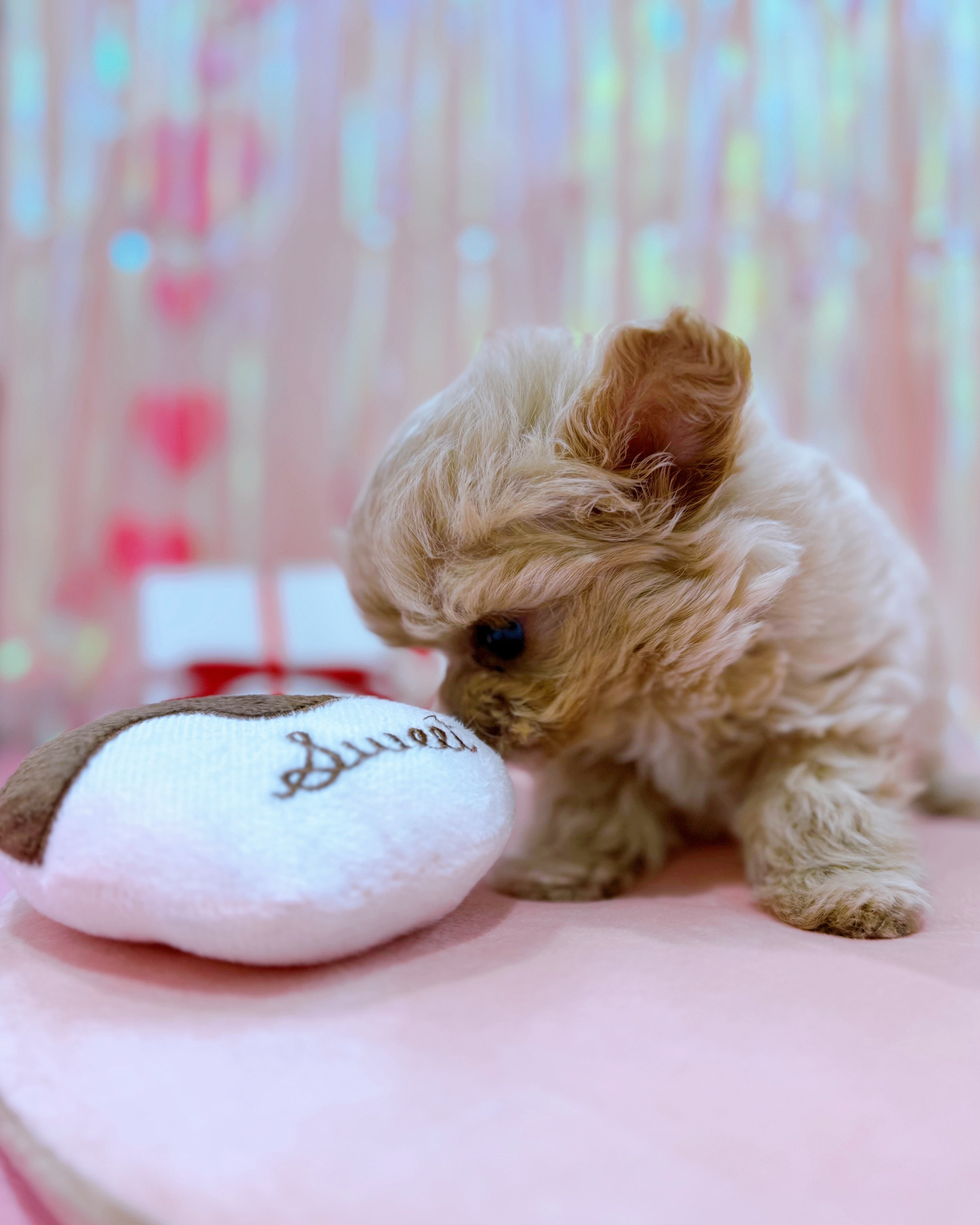 岡山県のチワプー/プーチー(チワワ×プードル) (犬の家＆猫の里倉敷店/2025年11月22日生まれ/男の子/クリーム)の子犬の2枚目の画像