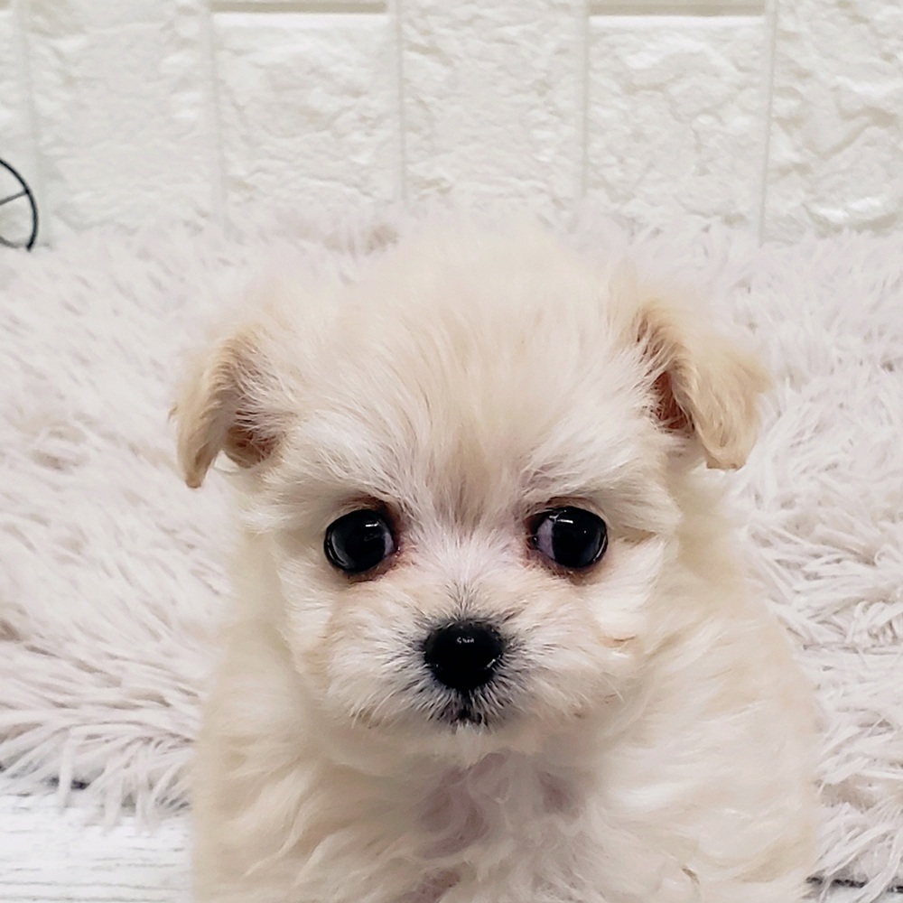 ハーフ犬女の子の写真