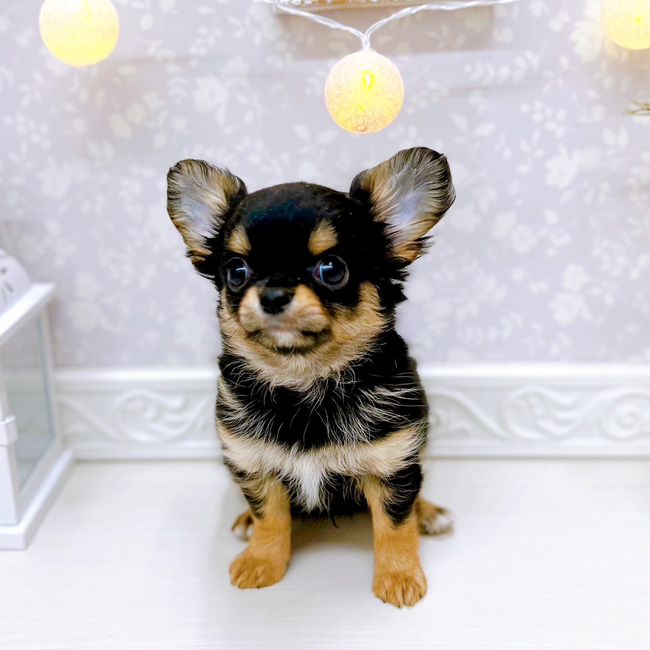 チワワ（ロング）男の子の写真