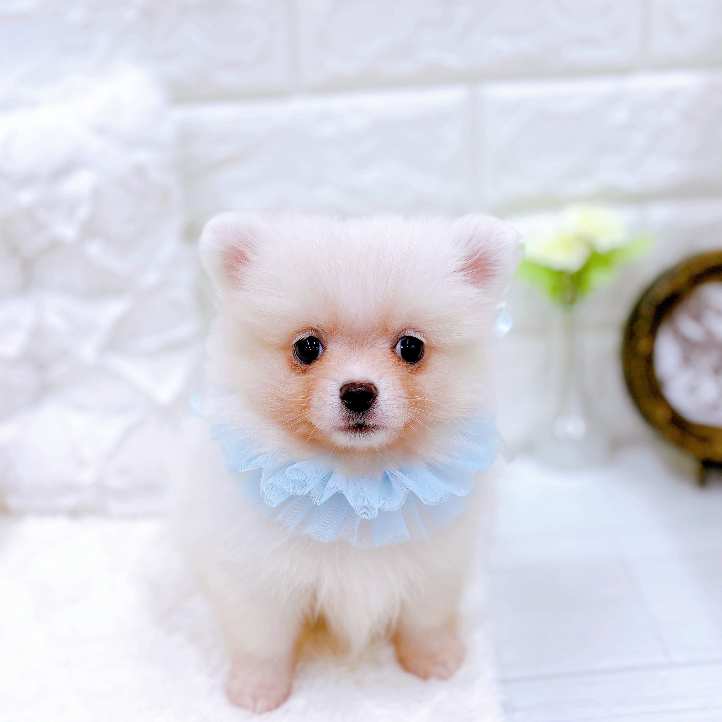 ハーフ犬男の子の写真