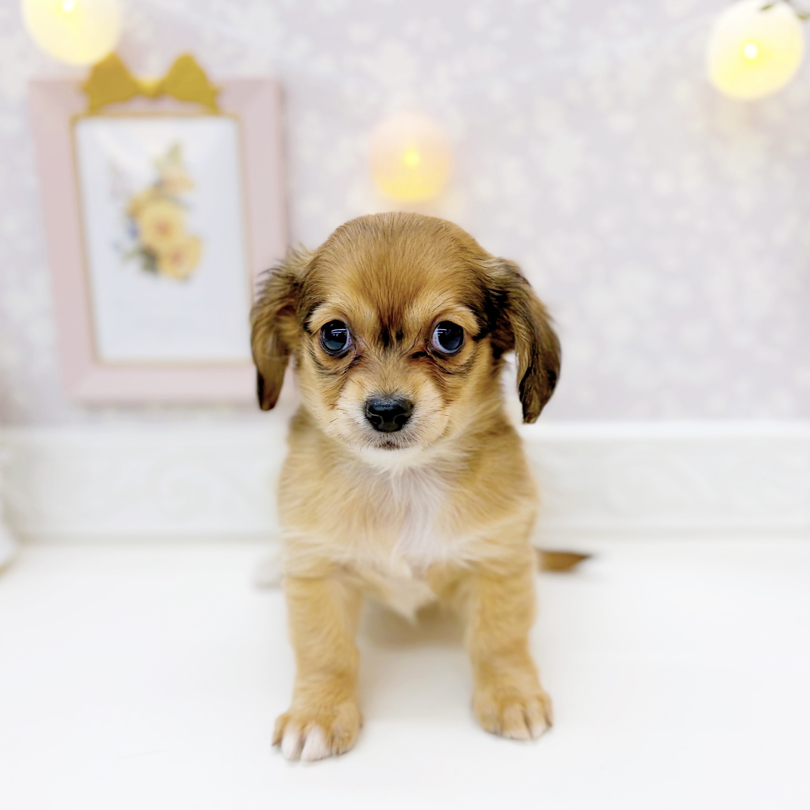 ハーフ犬女の子の写真