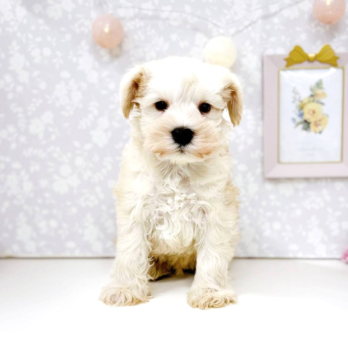 ミニチュアシュナウザー男の子の写真