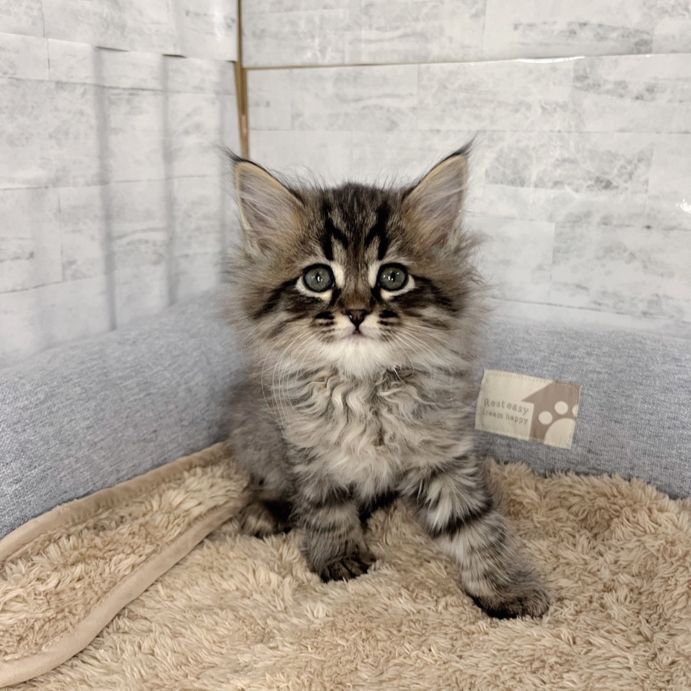 サイベリアン男の子の写真