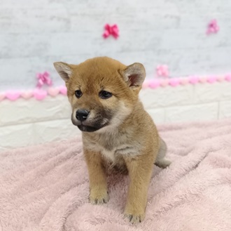 静岡県の柴犬(標準サイズ) (犬の家＆猫の里プレ葉ウォーク浜北店/2025年11月24日生まれ/女の子/赤)の子犬の2枚目の画像